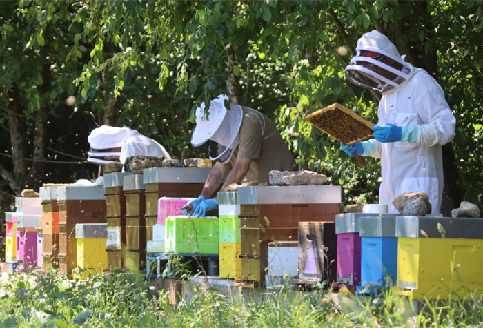 Formations Apifensch, une aide précieuse pour les nouveaux apiculteurs